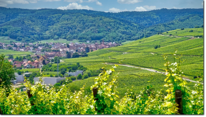 Vue fra Grand Cru Froehn i Zellenberg mod Riquewihr